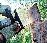 Best Arborist Consultation Services  in Privateer, SC
