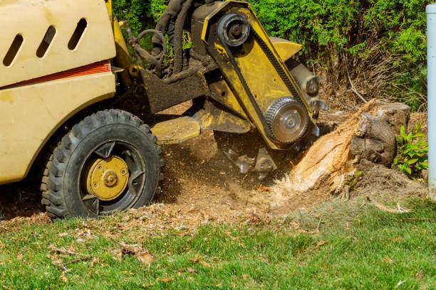 Best Tree Preservation Services  in Privateer, SC